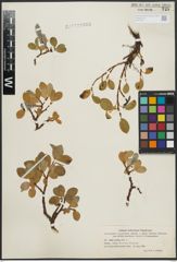 Foto von Salix arctica Pall.